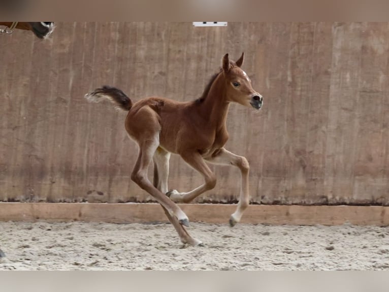 Arabian horses Mare 12 years 15,2 hh Brown in Bad Oldesloe