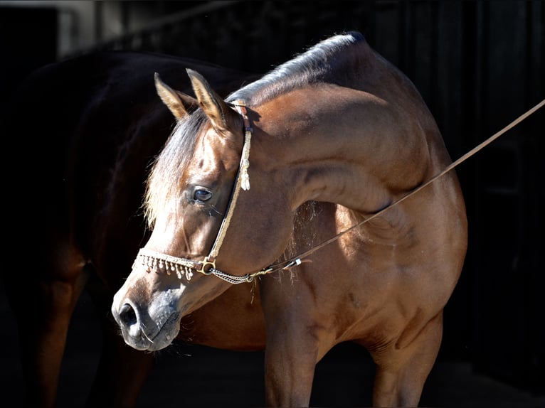 Arabian horses Mare 12 years 15,2 hh Brown in Bad Oldesloe