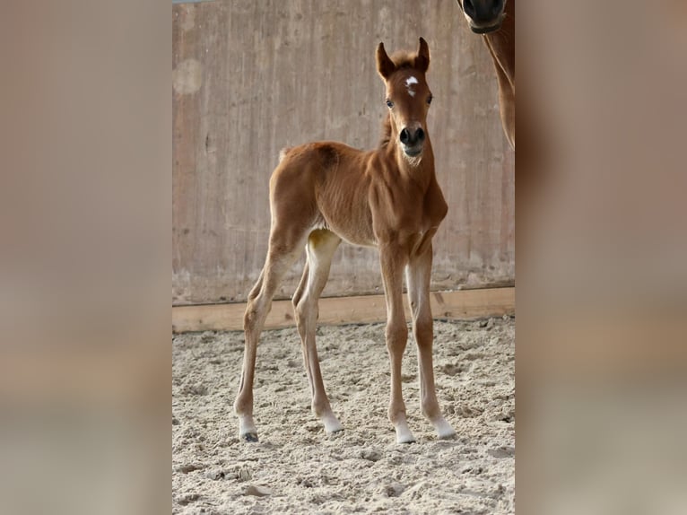 Arabian horses Mare 12 years 15,2 hh Brown in Bad Oldesloe