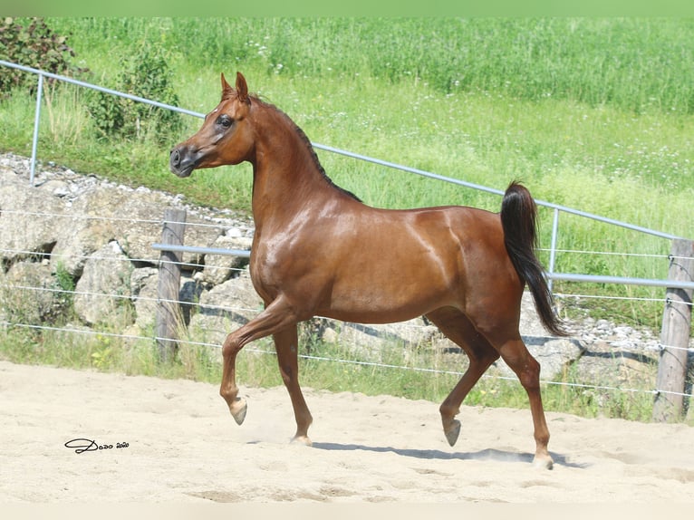 Arabian horses Mare 12 years Chestnut-Red in Wallsee