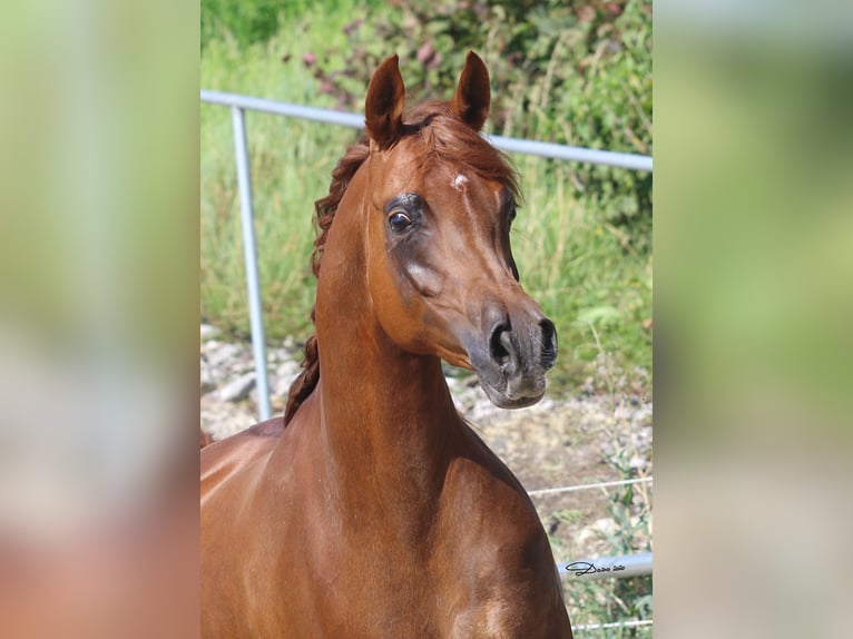 Arabian horses Mare 12 years Chestnut-Red in Wallsee