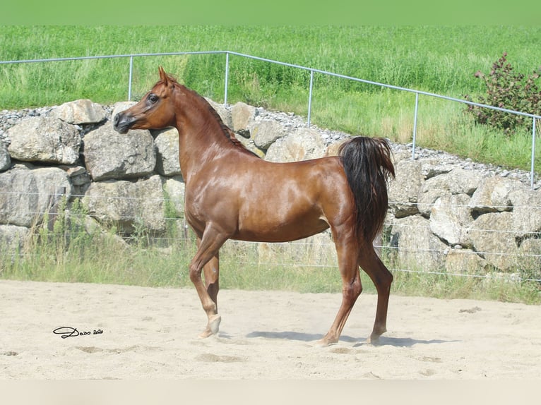 Arabian horses Mare 12 years Chestnut-Red in Wallsee