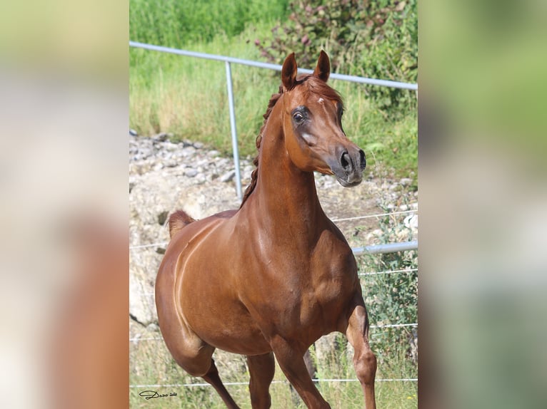 Arabian horses Mare 12 years Chestnut-Red in Wallsee