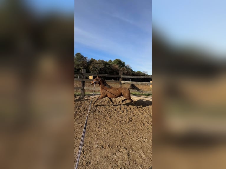 Arabian horses Mare 13 years 14.1 hh Brown in Pedrinya (Ajuntament Crespia)