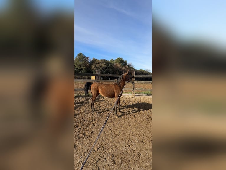 Arabian horses Mare 13 years 14.1 hh Brown in Pedrinya (Ajuntament Crespia)