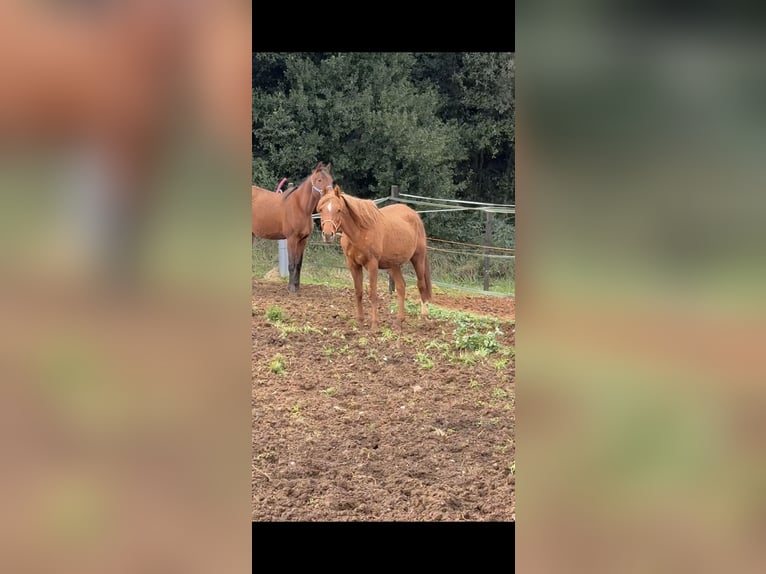 Arabian horses Mare 13 years 14.1 hh Chestnut-Red in Pedrinya (Ajuntament Crespia)