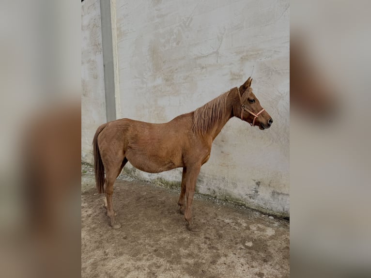 Arabian horses Mare 13 years 14.1 hh Chestnut-Red in Pedrinya (Ajuntament Crespia)