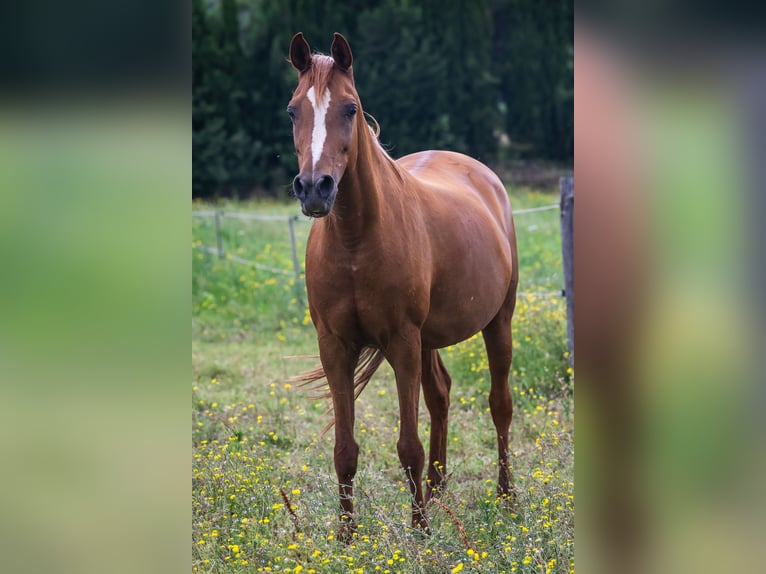 Arabian horses Mare 13 years 14,2 hh Chestnut-Red in Cortona