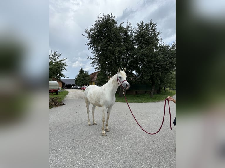 Arabian horses Mare 13 years 14,2 hh Gray-Fleabitten in Hinzenbach