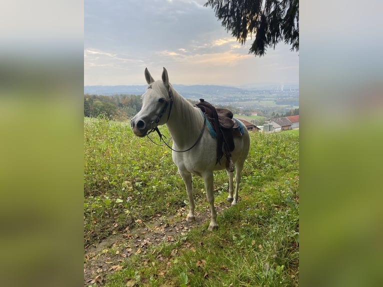 Arabian horses Mare 13 years 14,2 hh Gray-Fleabitten in Hinzenbach