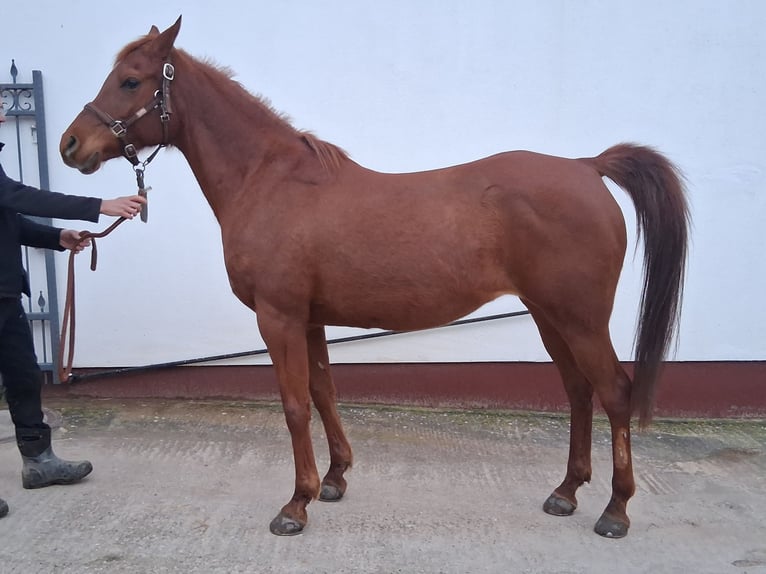 Arabian horses Mare 13 years 14.3 hh Chestnut-Red in Bad Bergzabern