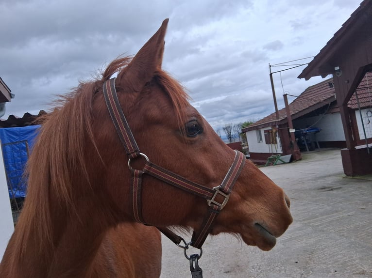 Arabian horses Mare 13 years 14.3 hh Chestnut-Red in Bad Bergzabern