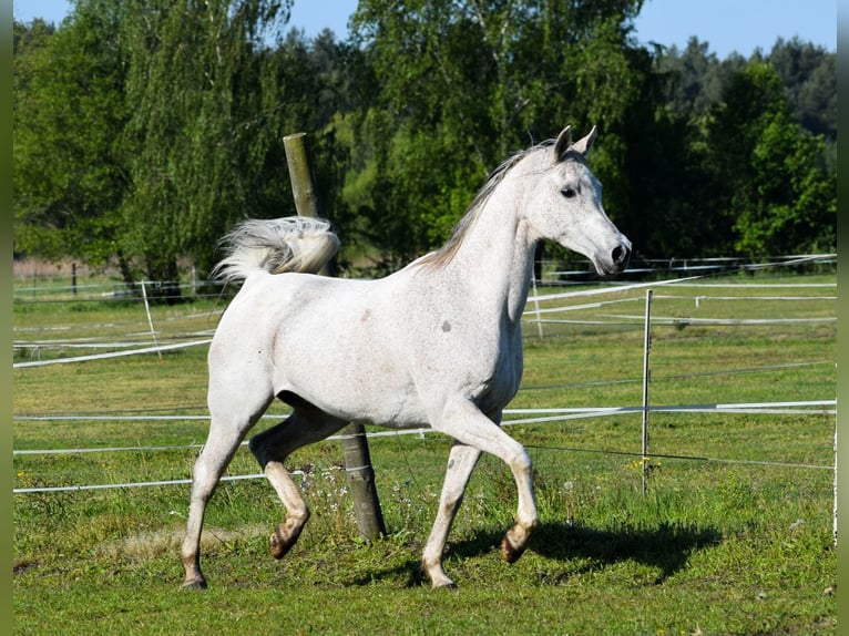 Arabian horses Mare 13 years 14.3 hh Grey in Wielgolas Duchnowski