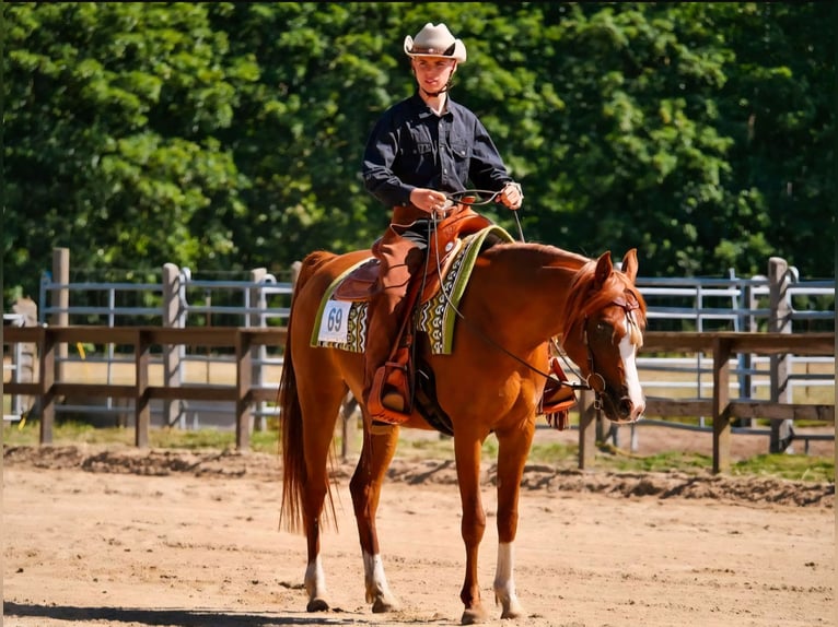 Arabian horses Mare 13 years 14,2 hh Chestnut-Red in Sch&#xF6;nwalde-Glien