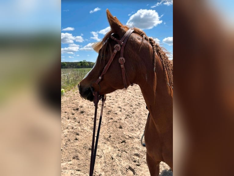 Arabian horses Mare 13 years 14,2 hh Chestnut-Red in Sch&#xF6;nwalde-Glien