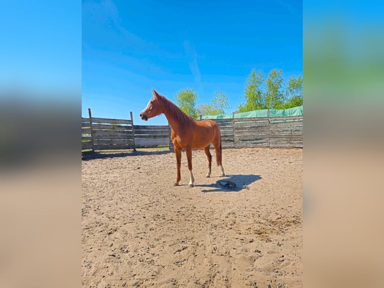 Arabian horses Mare 13 years 14,2 hh Chestnut-Red in Sch&#xF6;nwalde-Glien