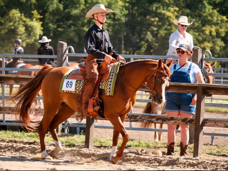 Arabian horses Mare 13 years 14,2 hh Chestnut-Red in Sch&#xF6;nwalde-Glien
