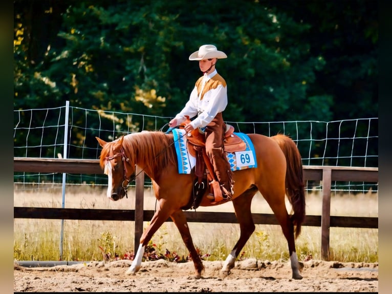 Arabian horses Mare 13 years 14,2 hh Chestnut-Red in Sch&#xF6;nwalde-Glien