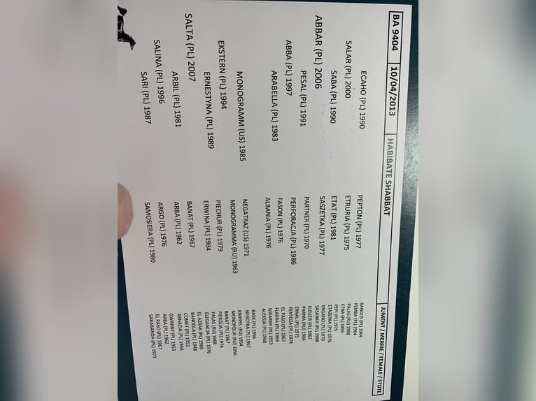 Arabian horses Mare 13 years 14,2 hh in SchelderodeMerelbeke