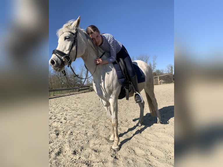 Arabian horses Mare 13 years 14,2 hh Grey in SchelderodeMerelbeke