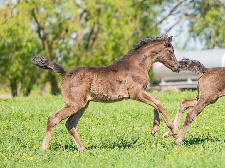 Arabian horses Mare 13 years 14,3 hh Black in Herzberg am Harz