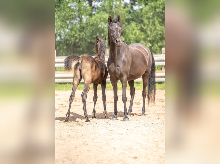 Arabian horses Mare 13 years 14,3 hh Black in Herzberg am Harz