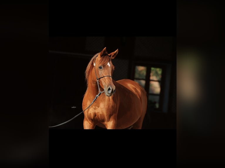 Arabian horses Mare 13 years 15.1 hh Chestnut-Red in Sonnenbühl
