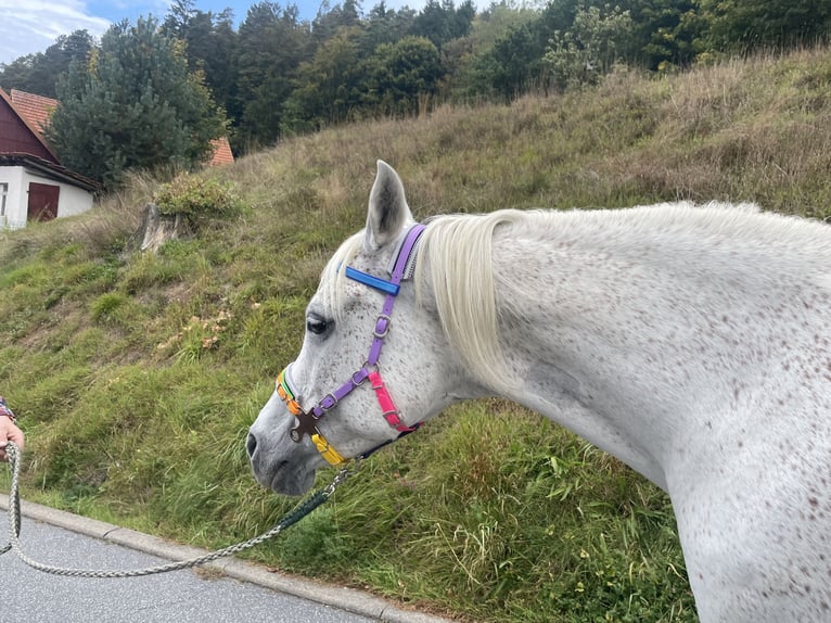 Arabian horses Mare 13 years 15,1 hh Gray in Mossautal