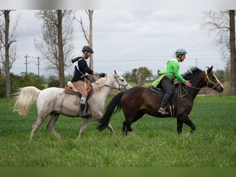 Arabian horses Mare 13 years 15,1 hh Gray in Mossautal