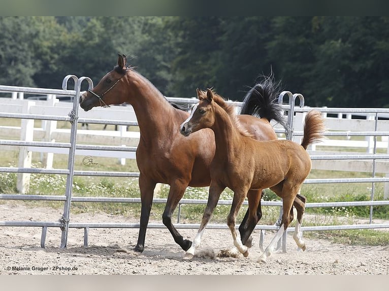 Arabian horses Mare 13 years 15.2 hh Brown in Bad Oldesloe