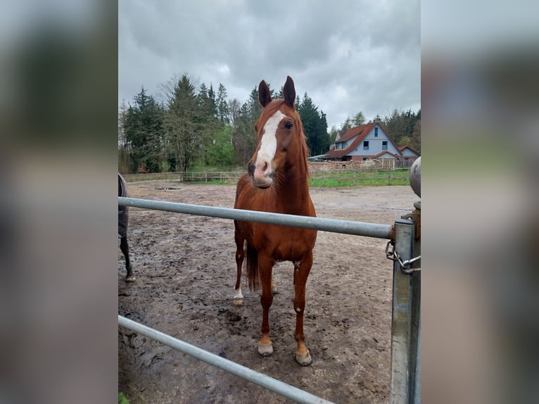 Arabian horses Mare 13 years 15,2 hh Chestnut-Red in Soltau