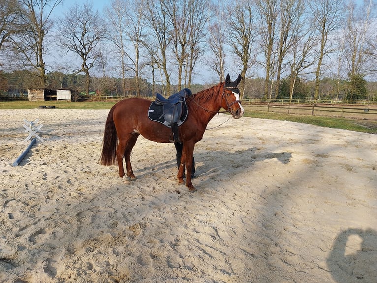 Arabian horses Mare 13 years 15,2 hh Chestnut-Red in Soltau