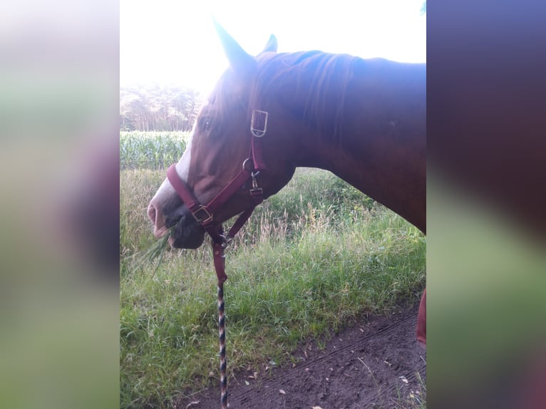 Arabian horses Mare 13 years 15,2 hh Chestnut-Red in Soltau