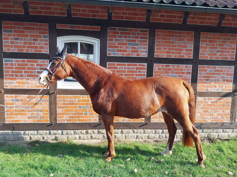 Arabian horses Mare 13 years 15,2 hh Chestnut-Red in Soltau