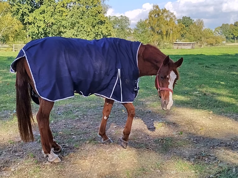 Arabian horses Mare 13 years 15,2 hh Chestnut-Red in Soltau