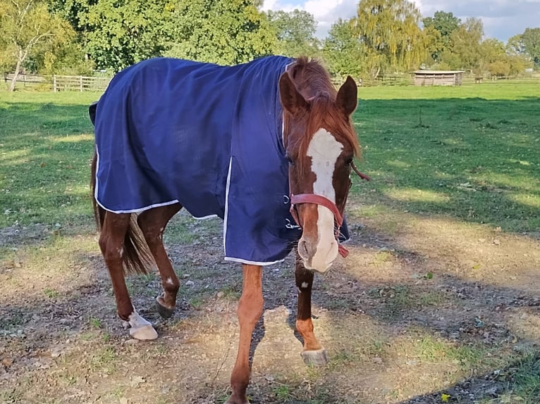 Arabian horses Mare 13 years 15,2 hh Chestnut-Red in Soltau