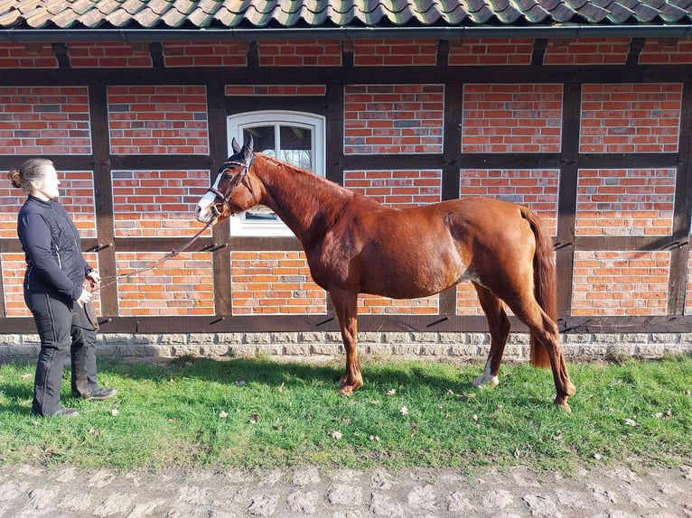 Arabian horses Mare 13 years 15,2 hh Chestnut-Red in Soltau