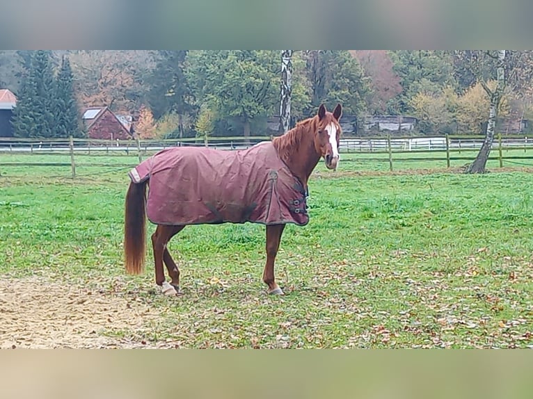 Arabian horses Mare 13 years 15,2 hh Chestnut-Red in Soltau