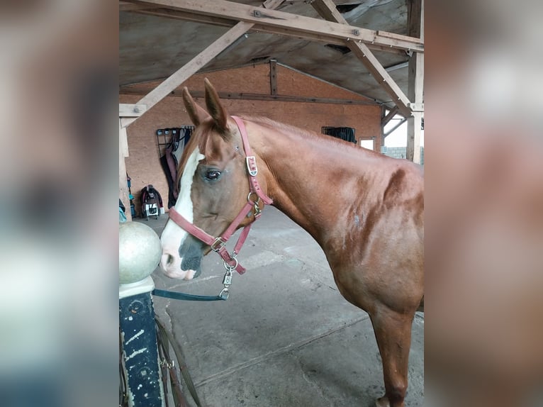 Arabian horses Mare 13 years 15,2 hh Chestnut-Red in Soltau