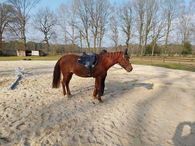 Arabian horses Mare 13 years 15,2 hh Chestnut-Red in Soltau