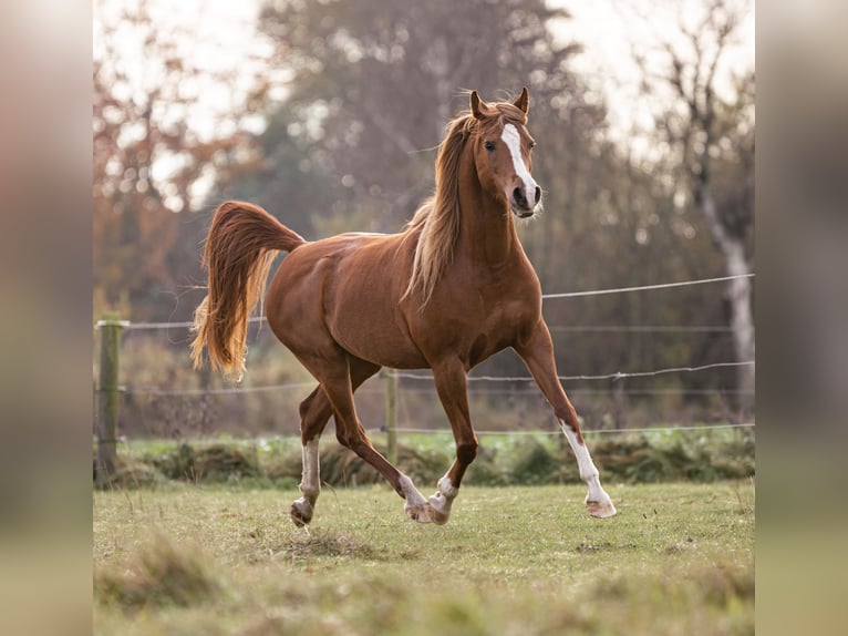 Arabian horses Mare 13 years 15,1 hh Chestnut in Mørkøv