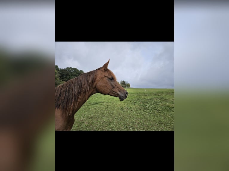 Arabian horses Mare 13 years 15,1 hh Chestnut-Red in Sonnenbühl