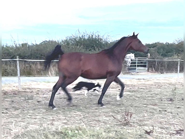 Arabian horses Mare 13 years Brown in Chimay