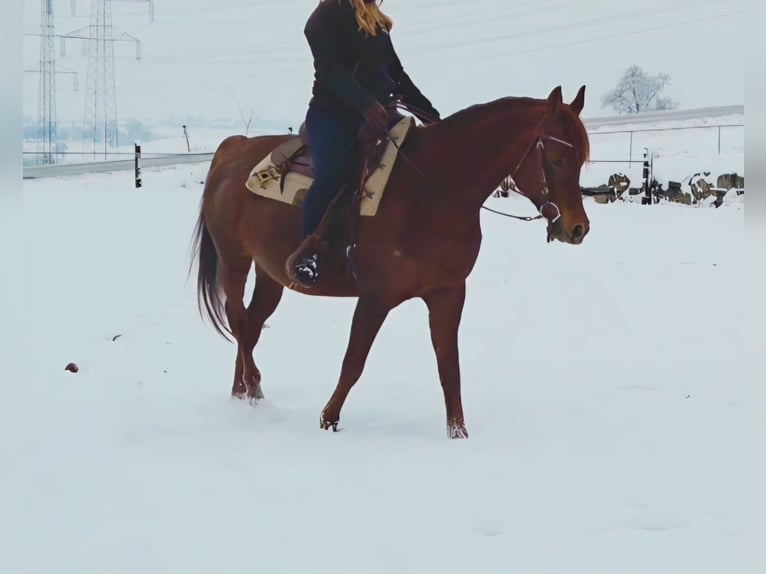 Arabian horses Mare 13 years Chestnut-Red in Wallsee