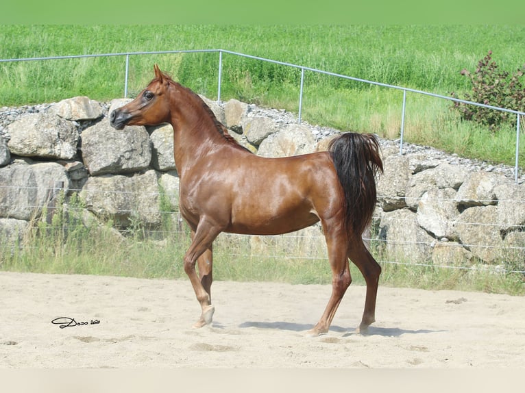 Arabian horses Mare 13 years Chestnut-Red in Wallsee
