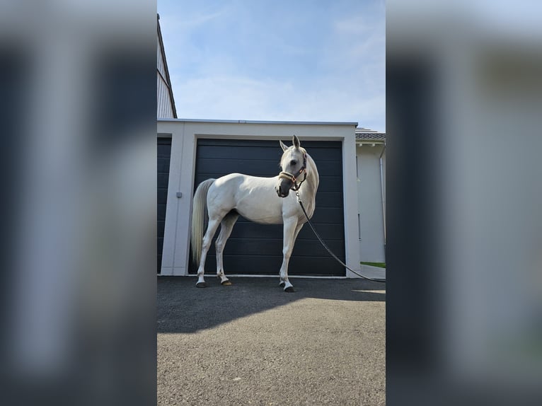 Arabian horses Mare 13 years Grey in Altishausen