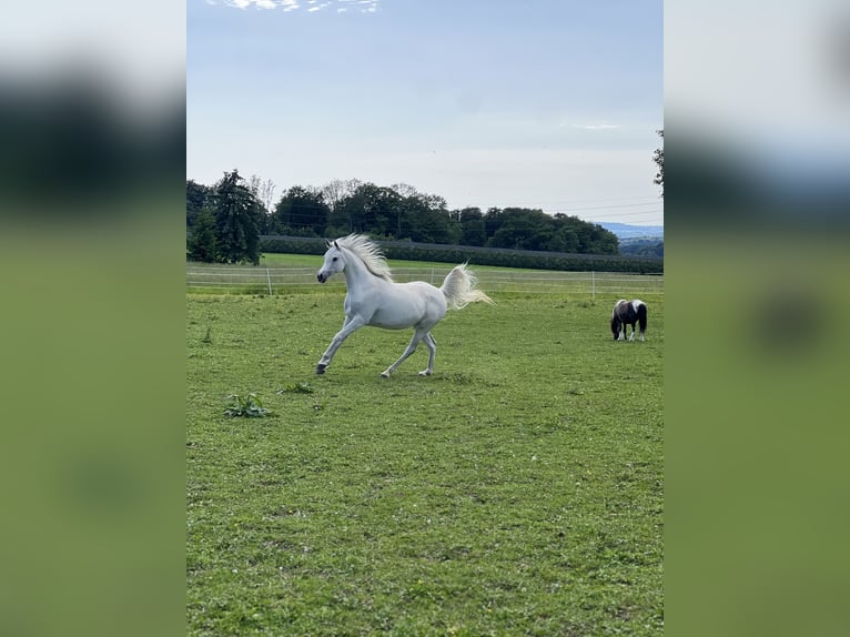 Arabian horses Mare 13 years Grey in Altishausen