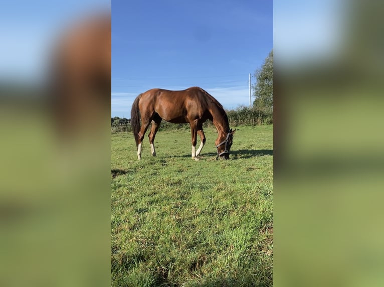 Arabian horses Mare 14 years 14,1 hh Chestnut-Red in Turnhout