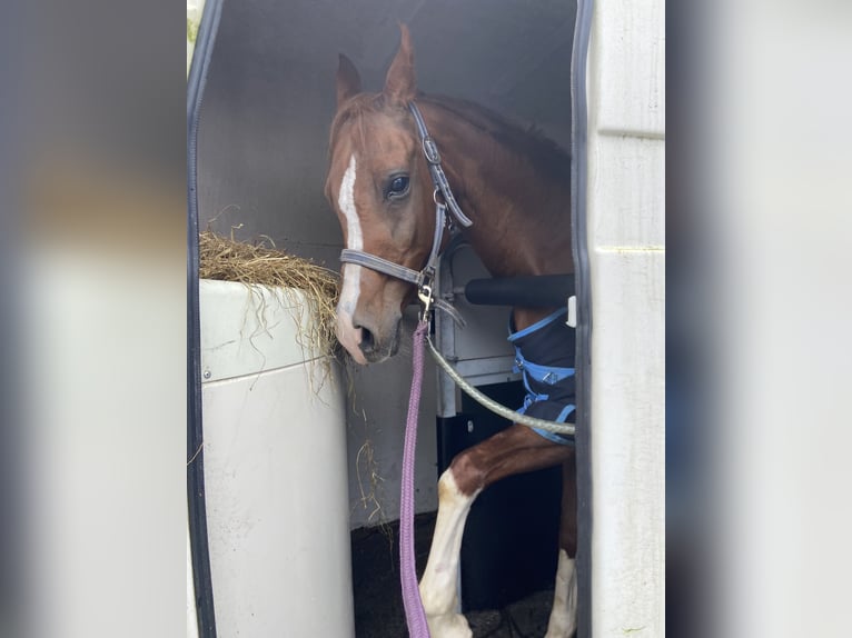 Arabian horses Mare 14 years 14,1 hh Chestnut-Red in Turnhout