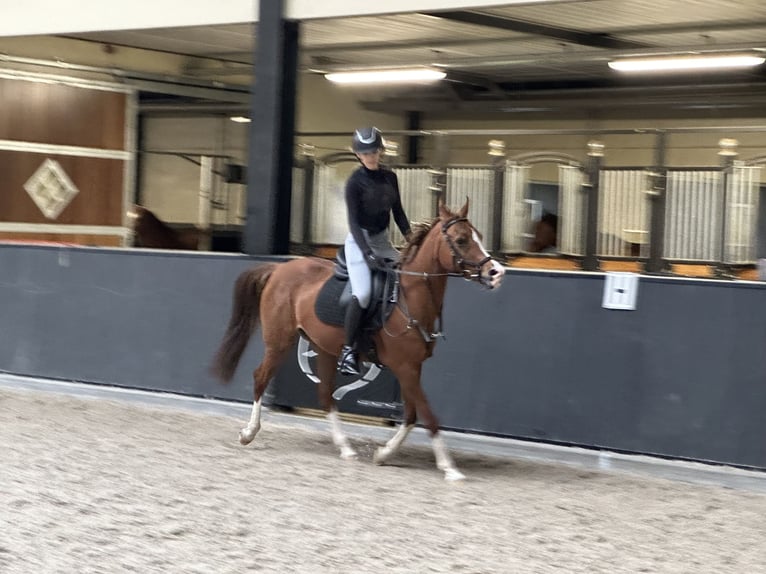 Arabian horses Mare 14 years 14,1 hh Chestnut-Red in Turnhout